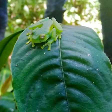 Cabanas Las Orquideas Zapotal  المظهر الخارجي الصورة