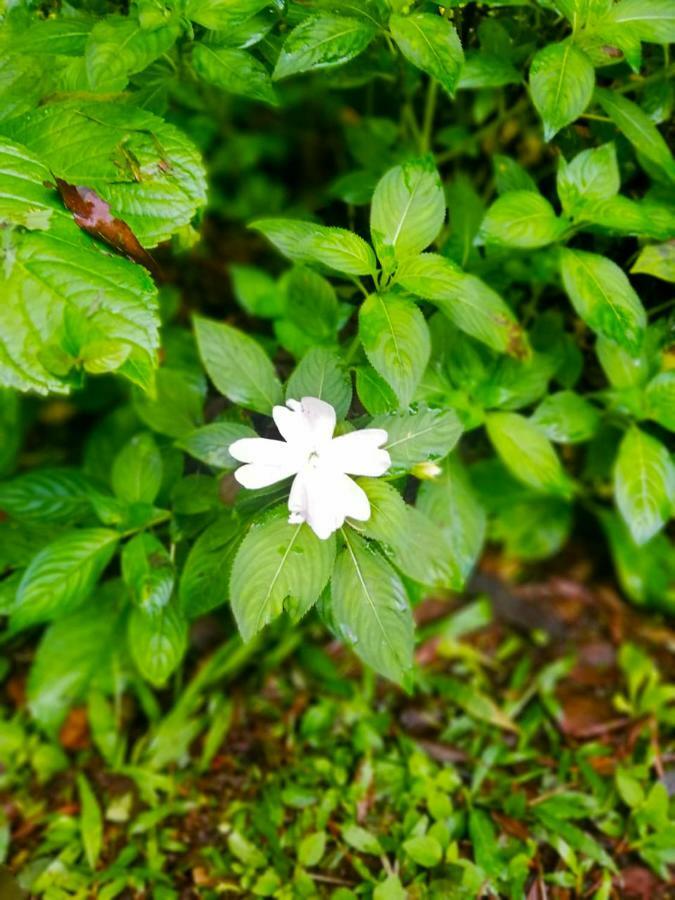 Cabanas Las Orquideas Zapotal  المظهر الخارجي الصورة