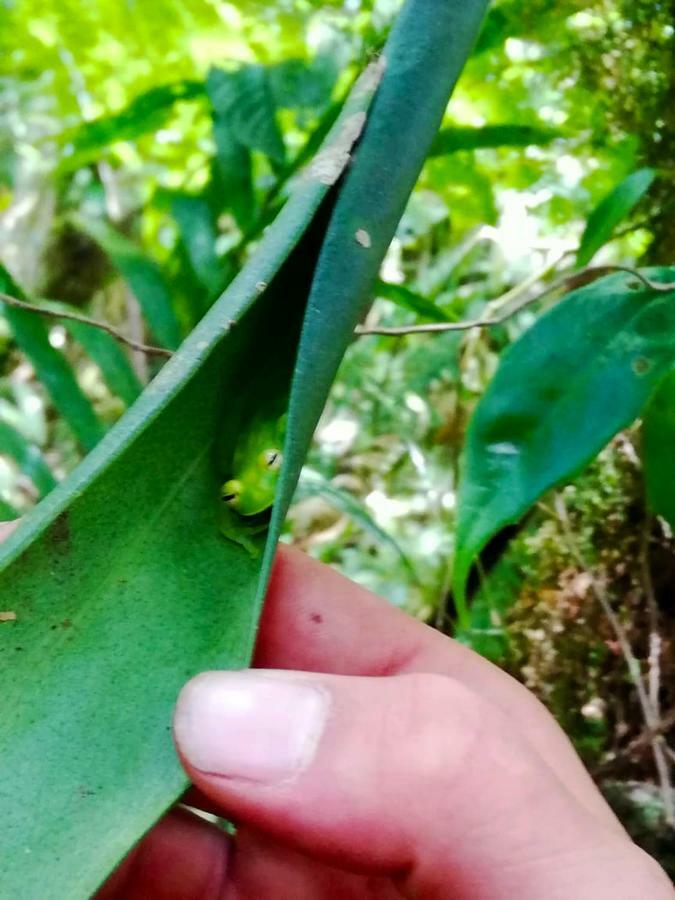 Cabanas Las Orquideas Zapotal  المظهر الخارجي الصورة