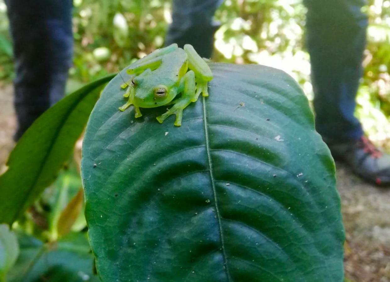 Cabanas Las Orquideas Zapotal  المظهر الخارجي الصورة