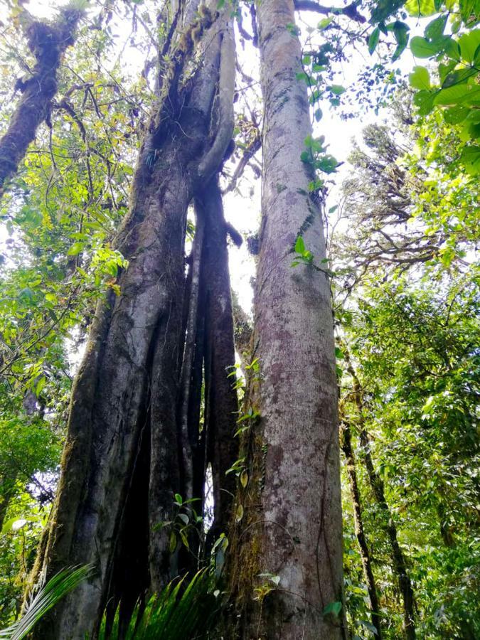 Cabanas Las Orquideas Zapotal  المظهر الخارجي الصورة