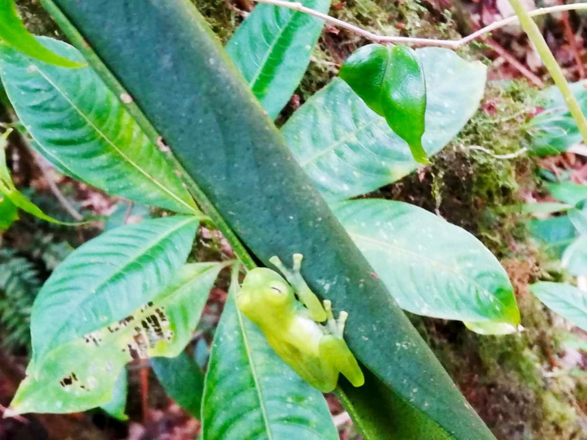Cabanas Las Orquideas Zapotal  المظهر الخارجي الصورة