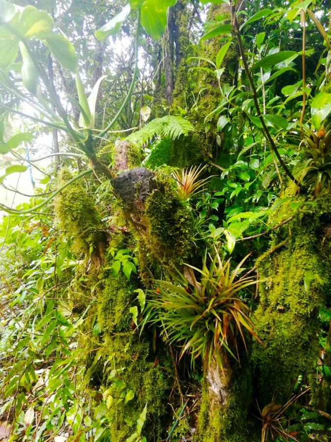 Cabanas Las Orquideas Zapotal  المظهر الخارجي الصورة