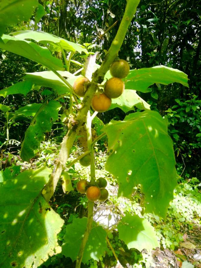 Cabanas Las Orquideas Zapotal  المظهر الخارجي الصورة
